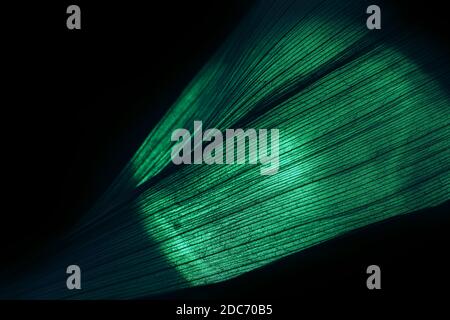 Primo piano bella foglia in luce verde. Minimalismo di stile moderno. Motivo di sfondo nero per il design. Foto Stock
