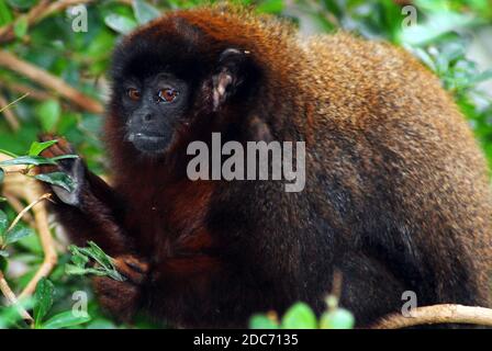 Scimmia Titi rossa conosciuta anche come titi coppery (Plecturocebus cutreus anche Callicebus cutreus) Un tipo di primate del nuovo mondo in via di estinzione dal Sud America Foto Stock