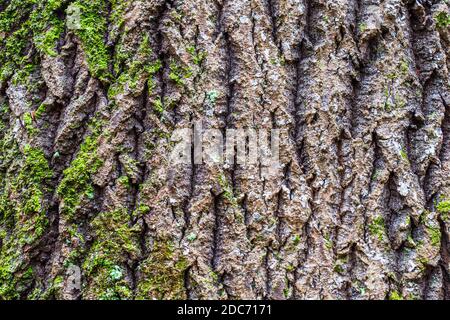 Stampe ruvide di corteccia d'albero con muschio di palma turchese Foto Stock