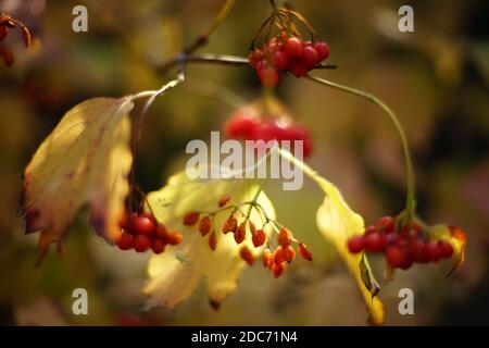 Cespuglio di rowan autunnale con foglie dorate secche e bacche rosse in una giornata di sole. Foto Stock
