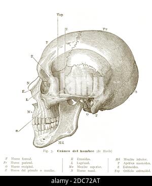 Rappresentazione schematica di un cranio umano. Incisione di 1910. Foto Stock