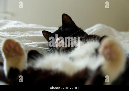 Gatto bianco e nero che dorme sulla schiena Foto Stock