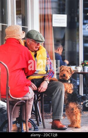 Airedale Terrier sulle sue gambe posteriori che pregano di cibo. The Pantiles, Royal Tunbridge Wells, Kent, Inghilterra, Regno Unito Foto Stock