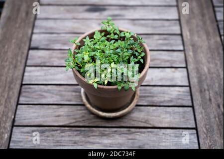 timo in una pentola di terracotta su un tavolo rustico in legno, casa coltivata per spezie per grigliare e cucinare in città Foto Stock