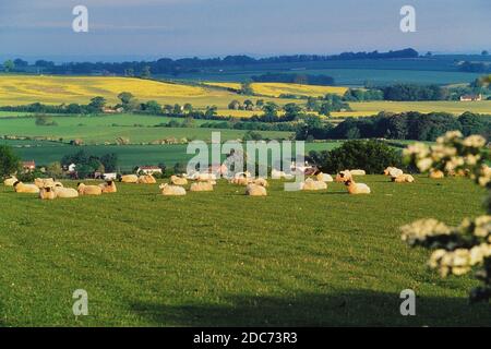 Gregge di pecore che siedono in un campo nella campagna ondulata del Lincolnshire Wolds, Inghilterra, Regno Unito Foto Stock