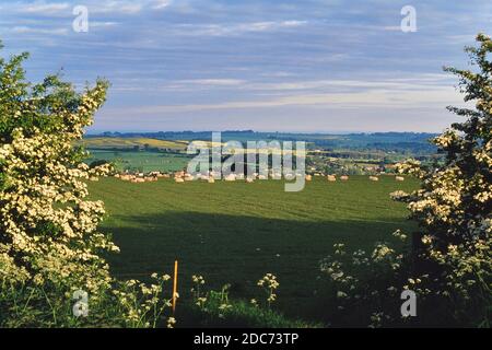 Gregge di pecore che siedono in un campo nella campagna ondulata del Lincolnshire Wolds, Inghilterra, Regno Unito Foto Stock