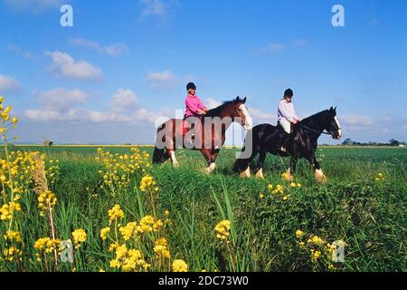 Due cavalieri femminili che cavalcano cavalli pesanti nella campagna del Lincolnshire Wolds. Inghilterra. REGNO UNITO Foto Stock