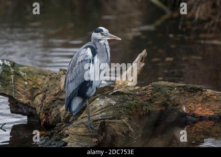 Gray Heron seduto su un tronco poggiando una gamba Foto Stock