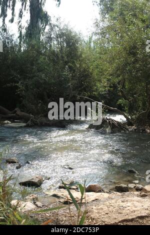 Canne sulle rive del fiume Jordan Foto Stock