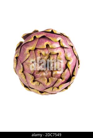 grande carciofo fresco viola isolato su sfondo bianco Foto Stock