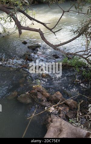 Canne sulle rive del fiume Jordan Foto Stock