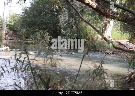 Canne sulle rive del fiume Jordan Foto Stock