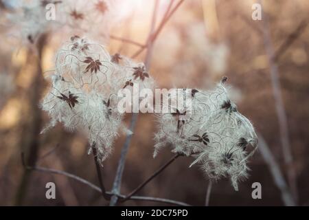 Clematis vitalba, bianco e soffice, o barba dell'uomo anziano, o gioia del viaggiatore nella foresta durante la primavera. Testa setosa, primo piano, sfondo sfocato. Foto Stock