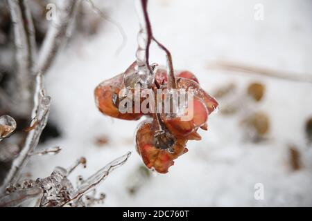 Rose surgelate in inverno nel parco Foto Stock