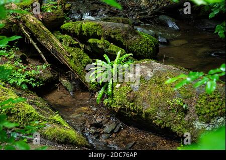 una specie di felce cresce su un albero caduto overgrown con muschio su un ruscello che cammina nella natura Foto Stock