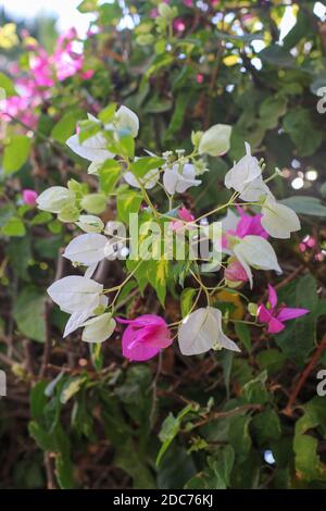 Fiori rosa e bianchi di un bush Bougainvillea primo piano Foto Stock
