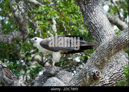 Aquila di mare dal colore bianco con un pesce nell'albero Foto Stock