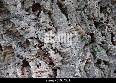 Corteccia del tronco di un albero di sughero, foto ravvicinata Foto Stock