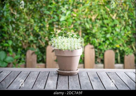 timo in una pentola di argilla marrone su sfondo verde su un tavolo rustico in legno Foto Stock