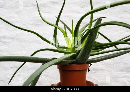 Una pianta di Aloe vera coltivata in modo irregolare in una pentola marrone di fronte ad una parete di mattoni intonacati bianchi. Foto Stock