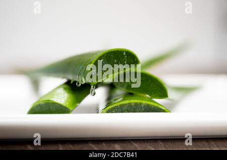 L'umidità e l'acqua sgocciolano dall'aloe fresco verde tagliato Vera foglie giace su una piastra bianca Foto Stock