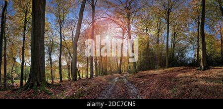 Fotografia panoramica della foresta illuminata sul retro con olmo e cenere alberi Foto Stock