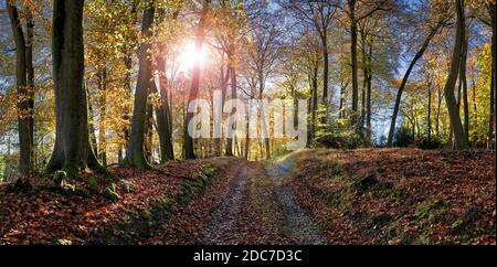 Fotografia panoramica della foresta illuminata sul retro con olmo e cenere alberi Foto Stock