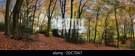 Fotografia panoramica della foresta illuminata sul retro con olmo e cenere alberi Foto Stock