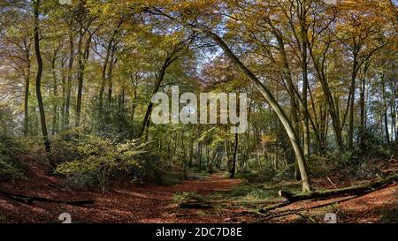 Fotografia panoramica del percorso attraverso una foresta con foglie d'autunno sul pavimento Foto Stock