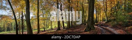 Fotografia panoramica del percorso attraverso la foresta illuminata posteriore con l'olmo e gli alberi di cenere Foto Stock