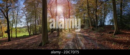 Foto panoramica del sentiero nel bosco illuminato sul retro con l'olmo e gli alberi di cenere Foto Stock