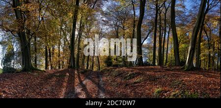 Fotografia panoramica della foresta illuminata sul retro con olmo e cenere alberi Foto Stock