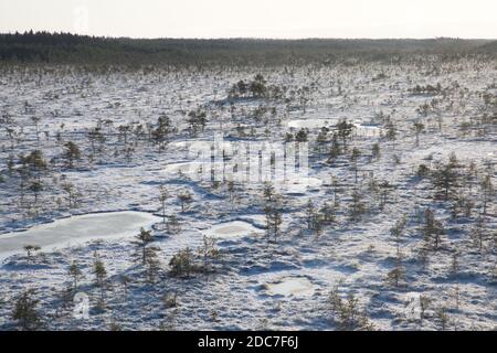 Vista aerea dello scenario della torba estone con il Fresca copertura di neve e ghiaccio sulla natura della torbiera di Mukri prenota Foto Stock