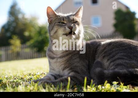 Un closeup di un gatto grigio e bianco purring e. sdraiato sull'erba di fronte alla casa Foto Stock
