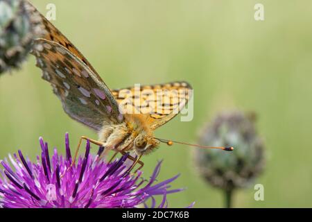 Verde scuro fritillary butterfly (Argynnis aglaja) alimentazione su un grande fiore Fiordaliso (Centaurea scabiosa) in un gesso prato pascolo, Wiltshire, Regno Unito Foto Stock