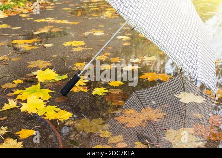 Ombrello a contrasto nel parco autunnale su uno sfondo di foglie gialle e puddddles. Foto Stock