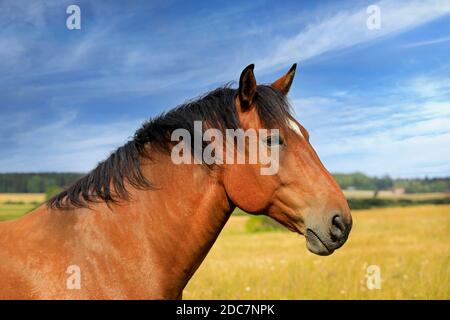 Bel cavallo baia in campo in una bella giornata di fine estate, visto in profilo. Foto Stock