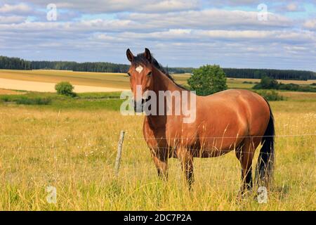 Bel cavallo baia in piedi in prato erboso dietro la recinzione di terreni agricoli in un giorno di fine estate. Foto Stock