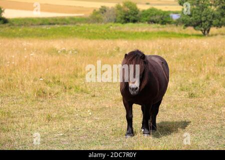 Bel pony bruno in prato erboso in un giorno di sole di fine estate, copia spazio a sinistra. Foto Stock