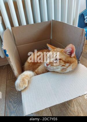 Un gatto adulto tabby zenzero si siede in una scatola di cartone Foto Stock