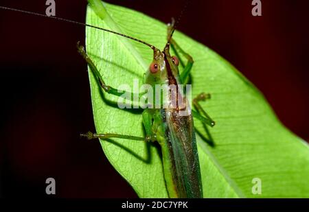 Guwahati, Assam, India. 19 Nov 2020. Primo piano di una cavalletta verde su una foglia a Guwahati. Credit: David Talukdar/ZUMA Wire/Alamy Live News Foto Stock