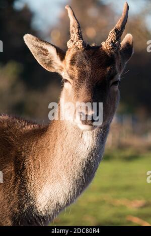 Ritratto di un giovane capriolo (Dama dama) buck Foto Stock