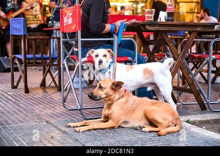 Buenos aires / Argentina; 14 novembre 2020: Cani in attesa con il loro essere umano sul tavolo esterno di un ristorante. Primavera, nuova normalità in strada Foto Stock