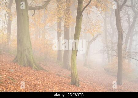 Il bosco del Chevin Forest Park è oscato in una fitta nebbia mentre il colore autunnale raggiunge il suo apice, con toni caldi e ricchi che dominano la scena. Foto Stock