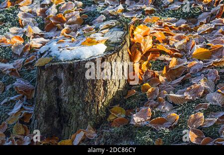 Tree Stump nella neve. I colori del fogliame brillano splendidamente. Foto Stock