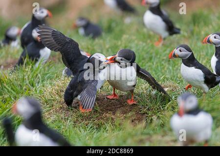 Puffins Atlantico (Fratercla arctica) sulla cima della scogliera di mare in una colonia di uccelli marini in estate, Islanda Foto Stock