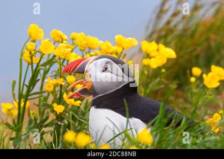 Calling Atlantic Puffin (Fratercla artica) mostra becco colorato nella stagione di allevamento in estate Foto Stock