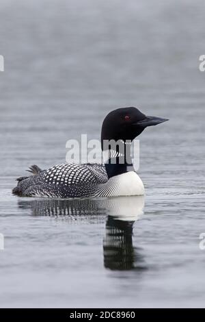 loon comune / grande subacqueo settentrionale (Gavia immer) in allevamento piumaggio nuoto in estate Foto Stock