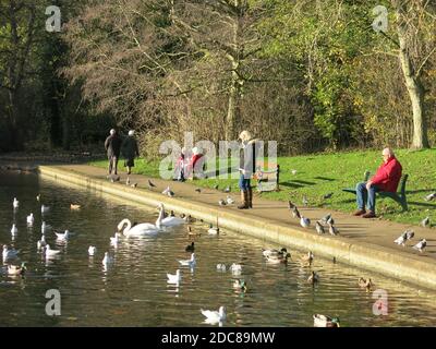 I visitatori potranno godersi la luce del sole autunnale guardando i cigni e le anatre sullo stagno di Abington Park, un pomeriggio di novembre del 2020 Foto Stock