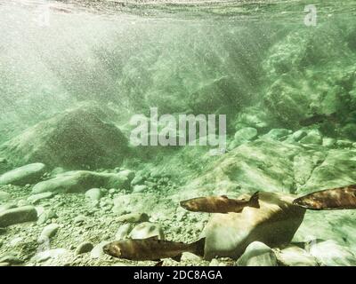 Vista subacquea di tre salmoni Coho che riposano prima di un cascata Foto Stock